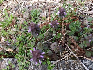 ヒメオドリコソウ2