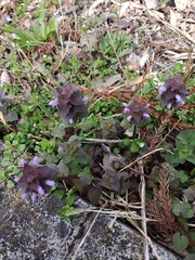 ヒメオドリコソウ