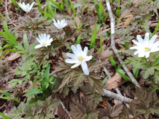 キクザキイチゲ