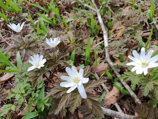 キクザキイチゲ