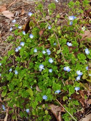 オオイヌフグリ