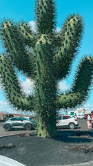 Lanzarote island: beach, sunset, street, cactus garden, Volcanos