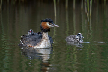 Great Crested Grebe, waterbird (Podiceps cristatus) with juvenile on his back. Great crested grebe with youngsters. Gelderland in the Netherlands.             