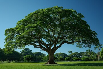 Fototapeta na wymiar Explore a professional image showcasing the lush foliage of a green Ipê tree under the sunlight, set against a backdrop of clear blue skies, capturing the natural beauty 