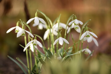 Blooming white snowdrops, early spring flowers closeup, selective focus, bokeh flowers background,...