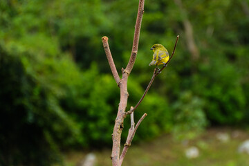 naturaleza