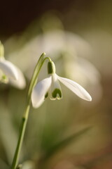 Blooming white snowdrops, early spring flowers closeup, selective focus, bokeh flowers background, sunny springtime flowers.