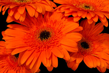 Orange Petal Gerbera Daisy 02