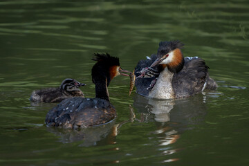 Great Crested Grebe, waterbird (Podiceps cristatus) with juvenile on his back. Great crested grebe...