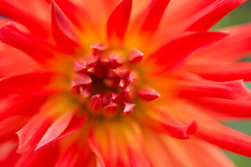 A closeup view of a red Dahlia pinnata garden flower.