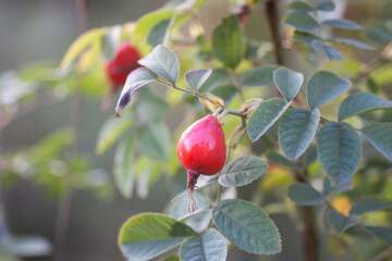 Ripe red rosehips berries on bush.