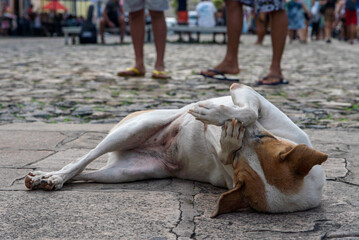 Cute dog of white and brown color plays with its paws lying on the street floor.
