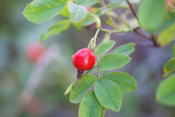 Ripe red rosehips berries on bush.