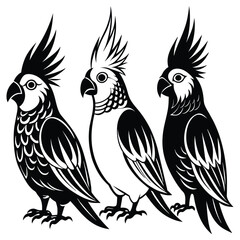 Set of 3 Cockatiel vector silhouette an white background 