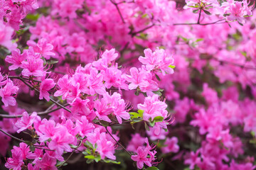 Pink flowers of rhododendron in spring park.