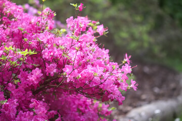 Pink flowers of rhododendron in spring park.