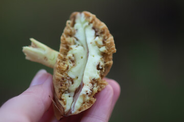 Wormy boletus mushroom. White fungi with worms.