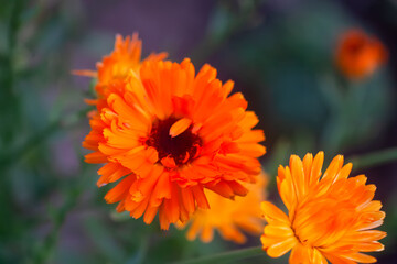 Bright flowers of Calendula officinalis, growing in the garden.