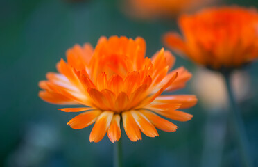 Bright flowers of Calendula officinalis, growing in the garden.