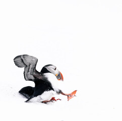 atlantic puffin slipping on the ice   
