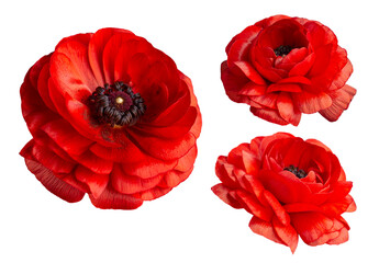 red flowers with a black core on a white background