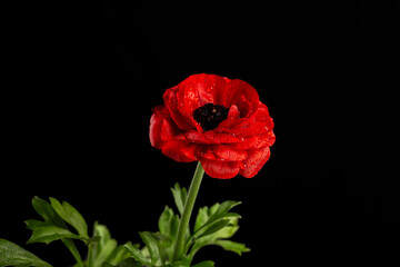 red flower with green leaves on black background