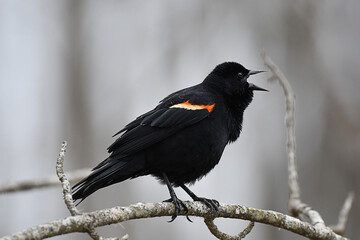 Red-winged Blackbird perched on a branch, with a grey background