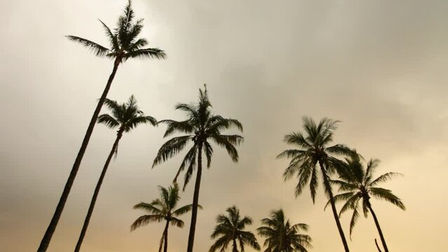 Storm clouds over silhouetted palm trees - locked off shot
