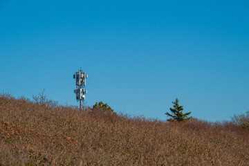 Mobile phone antenna mast rising above a forest.