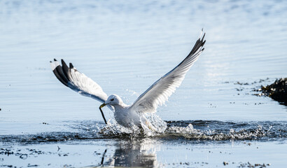 Herring gull Larus argentatus fishing in a small bay.