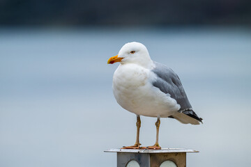 Sea gull standing on a pole.