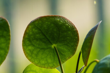 Back of a chinese money plant leaf.
