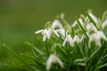 Snowdrop Galanthus nivalis on a lawn in early spring.