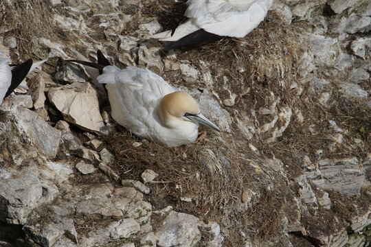 Gannet (Morus bassanus) on Bempton Cliffs, East Riding of Yorkshire, UK