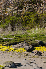 Sand beach with mossy stones and beach vegetation.