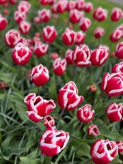 beautiful blooming flowers and tulips