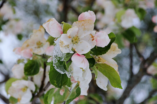 Apfelblüten mit Eiszapfen. Kaltes Wetter im Frühling lässt Obstblüten erfrieren.