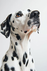 Beautiful Dalmatian Dog Portrait, Studio Shot on White Background