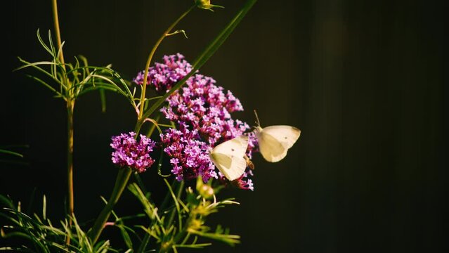 Honey-bee lands on pink vervain flower with two white butterflies macro slow motion