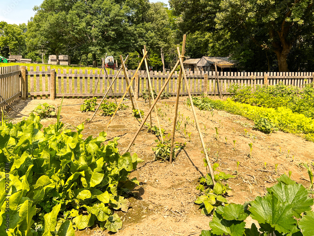 Canvas Prints 19th Century Style Vegetable Garden enclosed within a fence. Plants are full and lush.