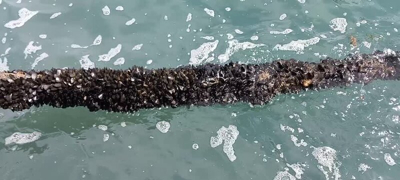 Mitili neri cresciuti spontaneamente sulla corda di attracco di un peschereccio al molo. Bari, Italia