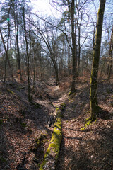 Wald bei Iffezheim, Wanderweg im Frühjahr