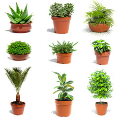 Set of colorful images of houseplants icons. Collection of colorful symbols of indoor flowers in a flowerpot, isolated white objects.