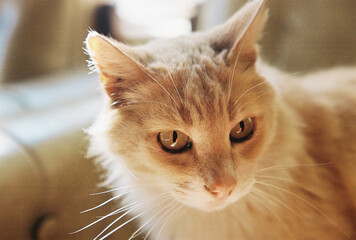 Portrait or orange cat in a living room