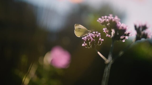 White butterfly walking on purpletop vervain flower, close up macro