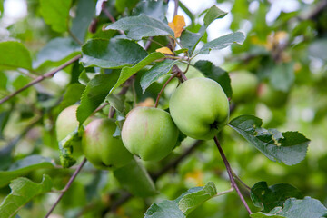 Shiny delicious green apples on a branch ready to be harvested in an apple orchard..