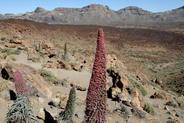 Tajinastes y paisaje volcánico en el Parque Nacional del Teide en Tenerife, islas Canarias