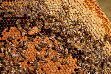 Open hive showing the bees swarming on a honeycomb and big cell with young bee queen..