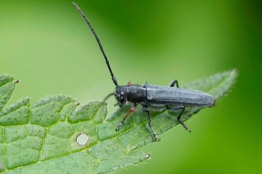 Closeup on a small plant parasite European Umbellifer longhorn beetle, Phytoecia cylindrica sitting on a green leaf