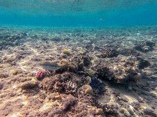 Tropical fish swimming at the coral reef in the Red Sea, Egypt..